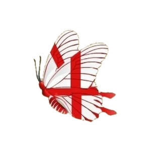 English Flag Butterfly